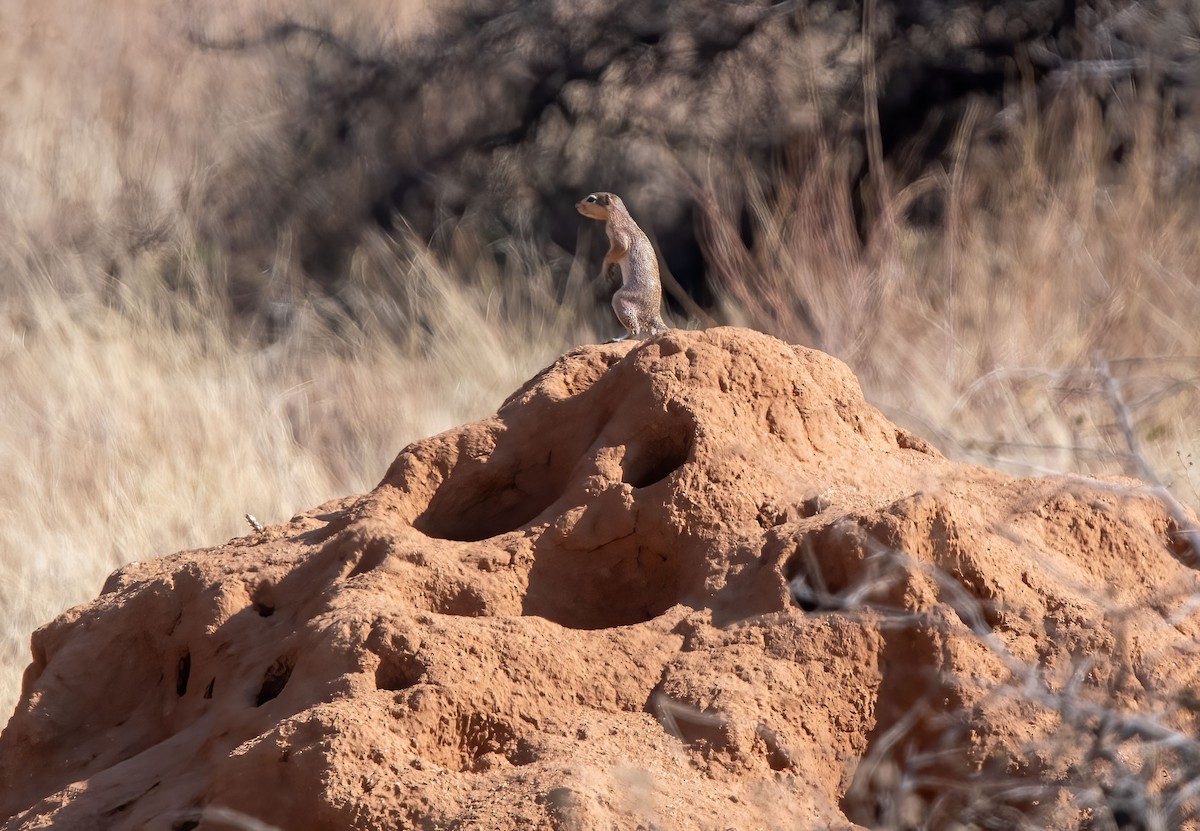 Mammiferi - ML652867532