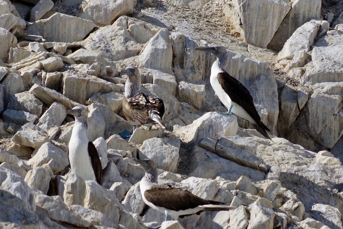 Blue-footed Booby - ML652867557