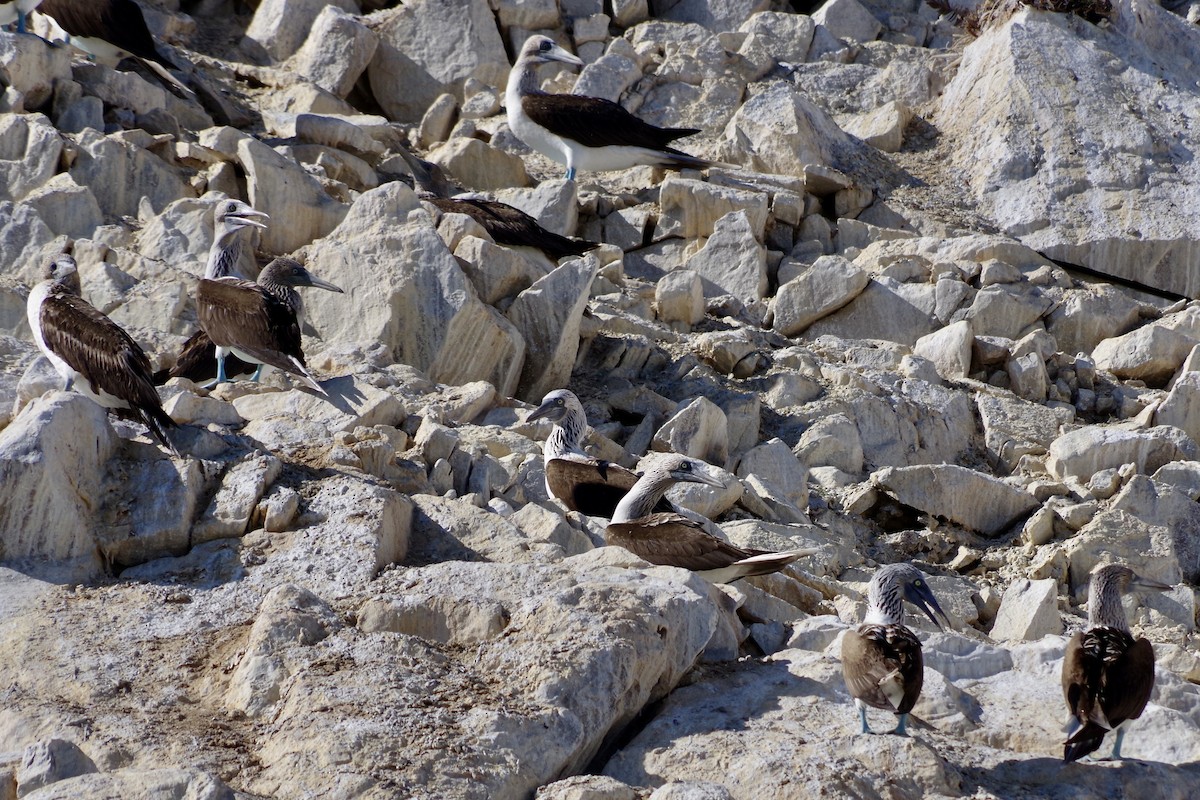 Blue-footed Booby - ML652867558