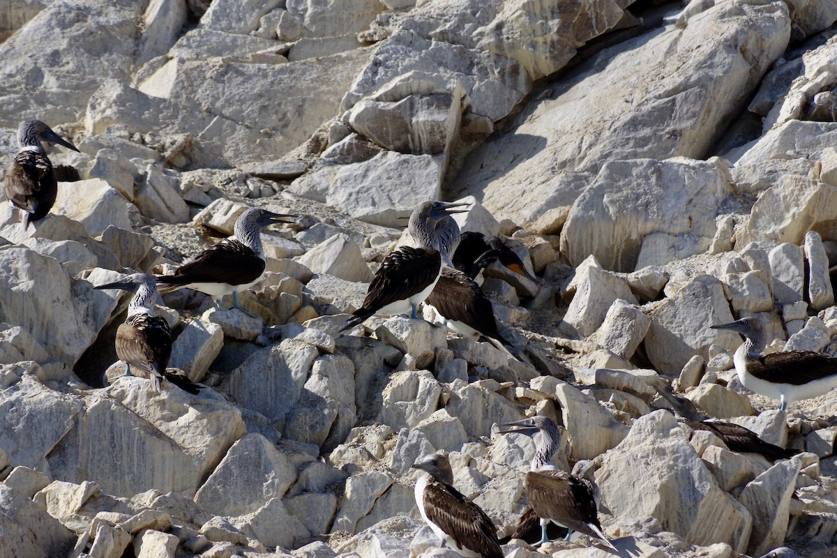Blue-footed Booby - ML652867559