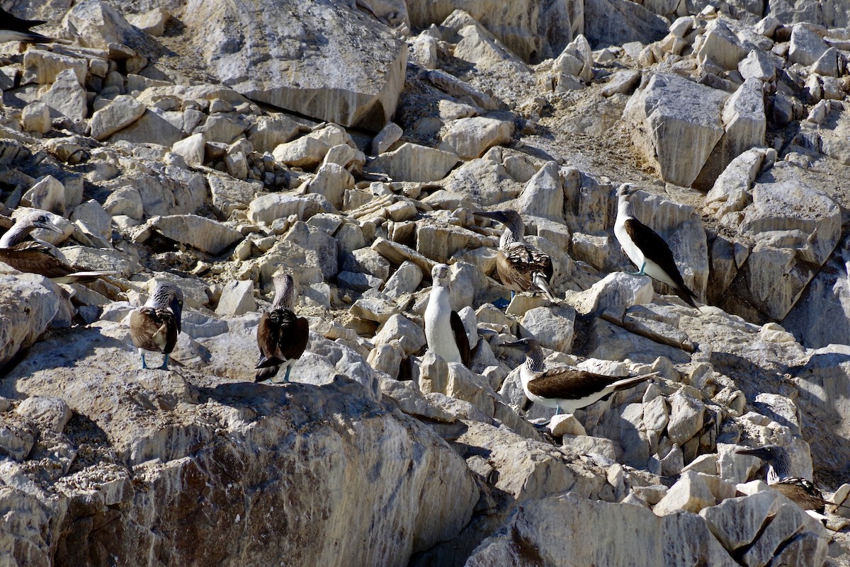 Blue-footed Booby - ML652867560