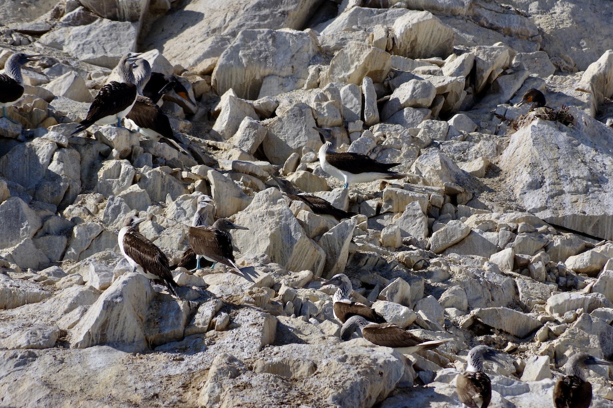 Blue-footed Booby - ML652867561