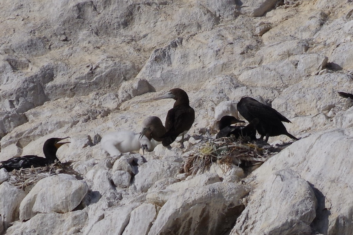 Cocos Booby - ML652867570