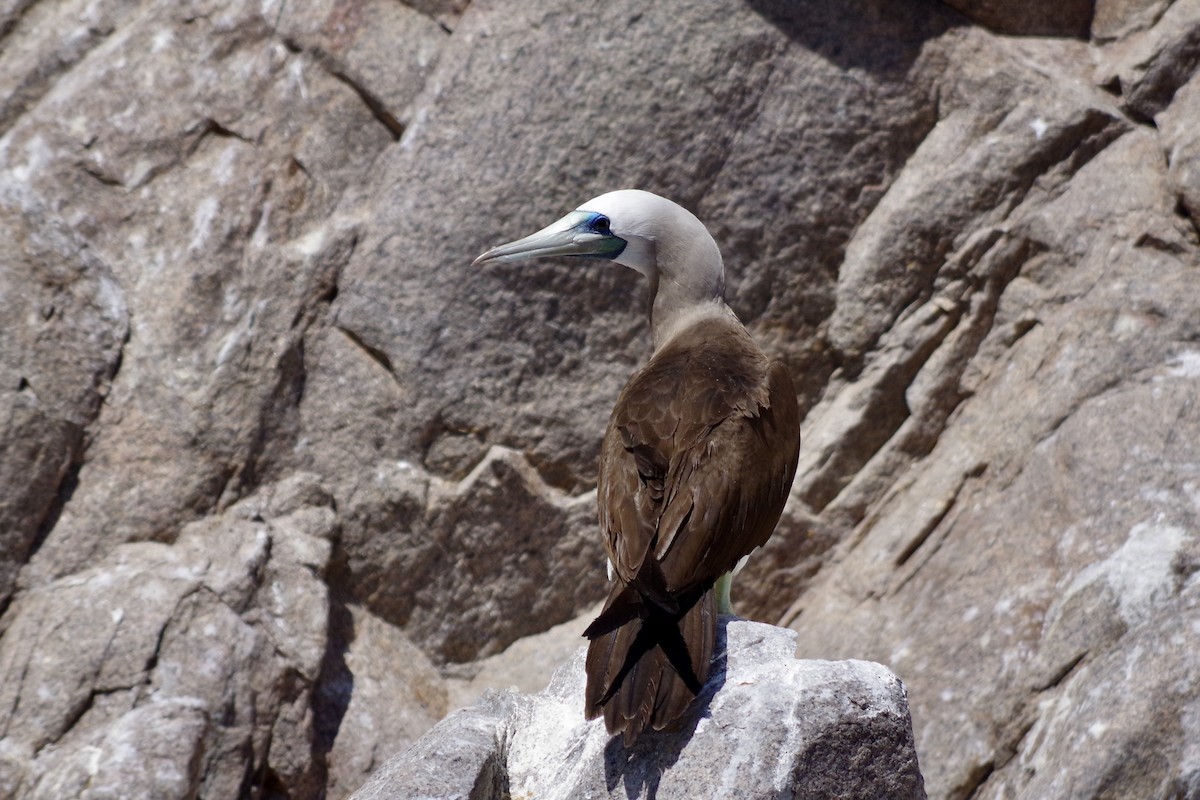 Cocos Booby - ML652867571