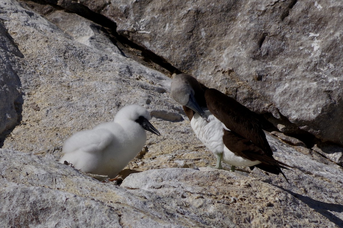 Cocos Booby - ML652867572