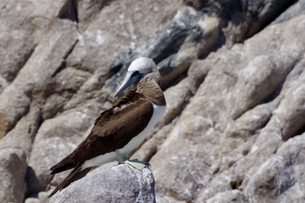 Cocos Booby - ML652867573