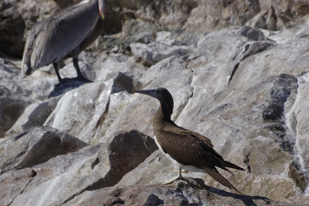 Cocos Booby - ML652867574