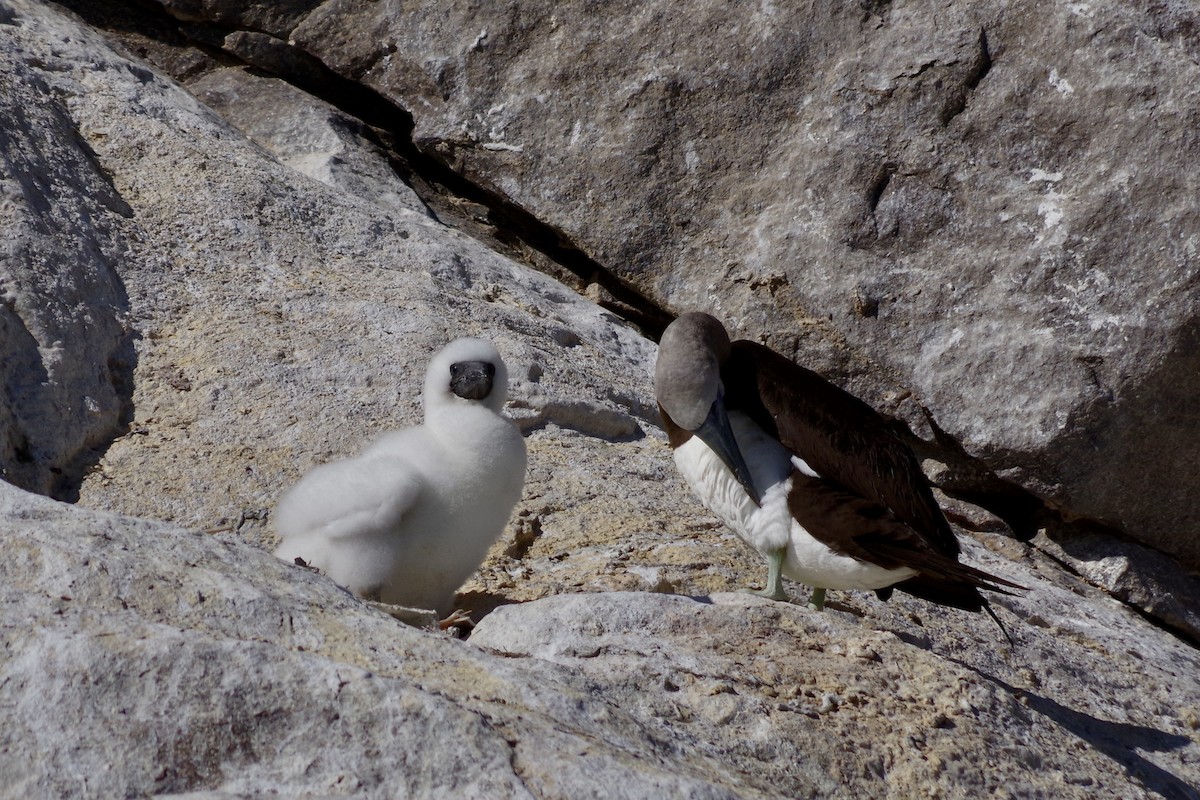 Cocos Booby - ML652867575