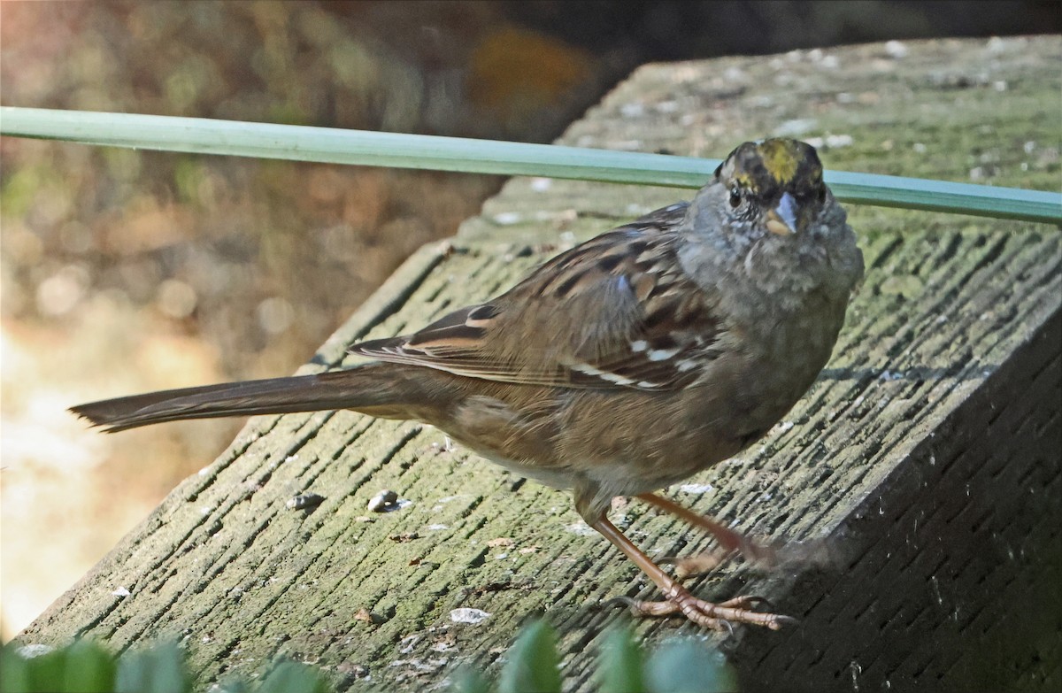 Golden-crowned Sparrow - ML652867694