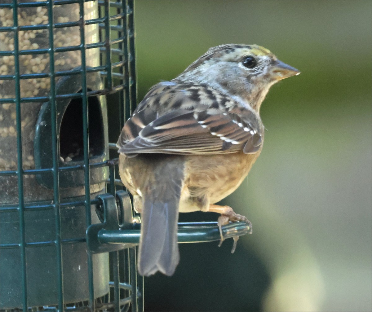 Golden-crowned Sparrow - ML652867702