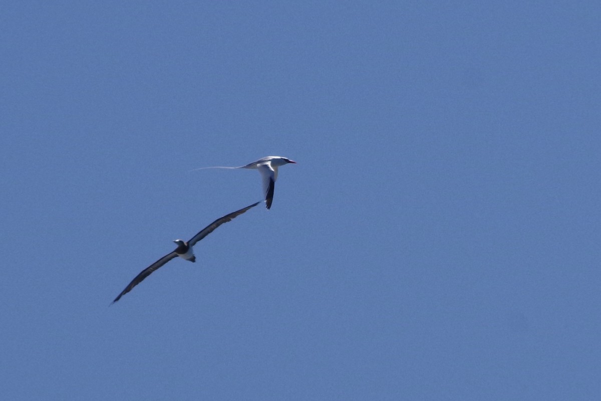 Red-billed Tropicbird - ML652867754