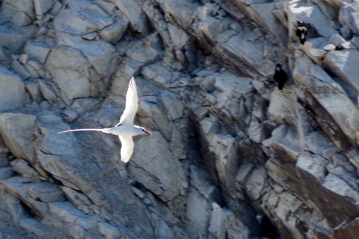 Red-billed Tropicbird - ML652867755