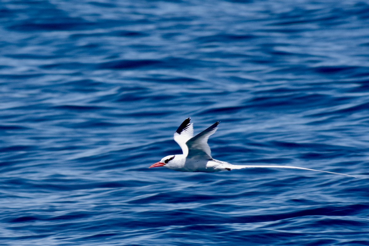Red-billed Tropicbird - ML652867756