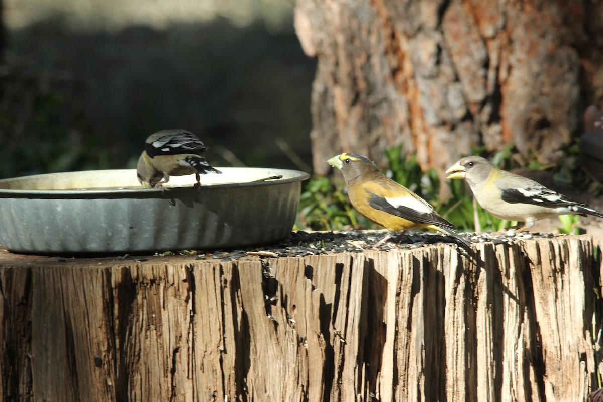 Evening Grosbeak - ML652867835