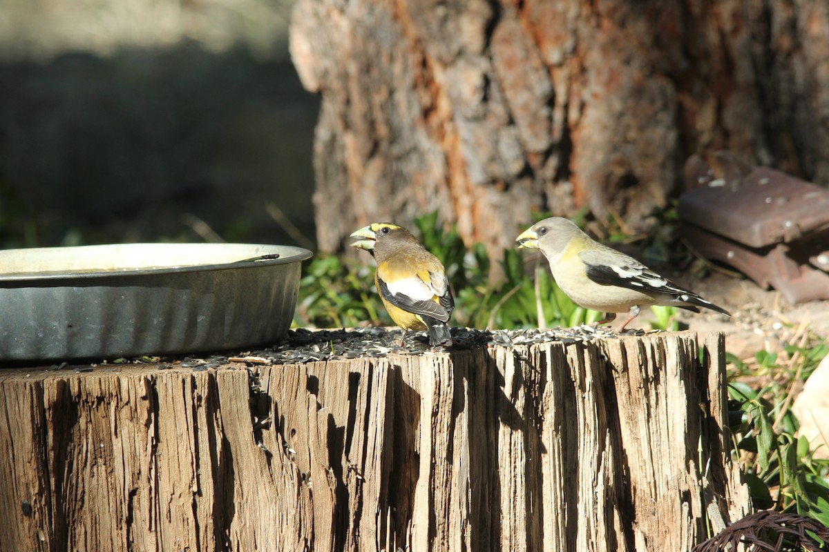 Evening Grosbeak - ML652867836