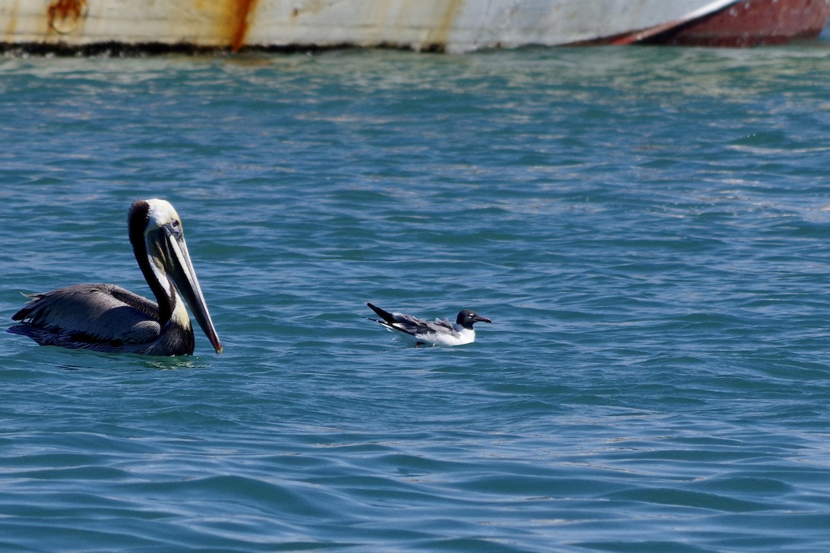 Laughing Gull - ML652867978