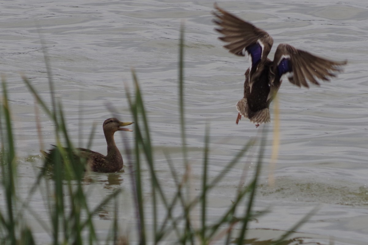 Mexican Duck - ML652868028