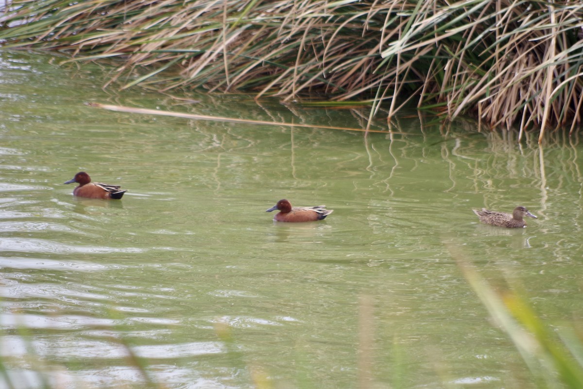 Cinnamon Teal - ML652868066