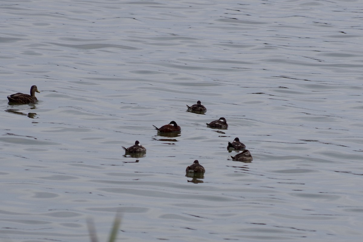 Ruddy Duck - ML652868076