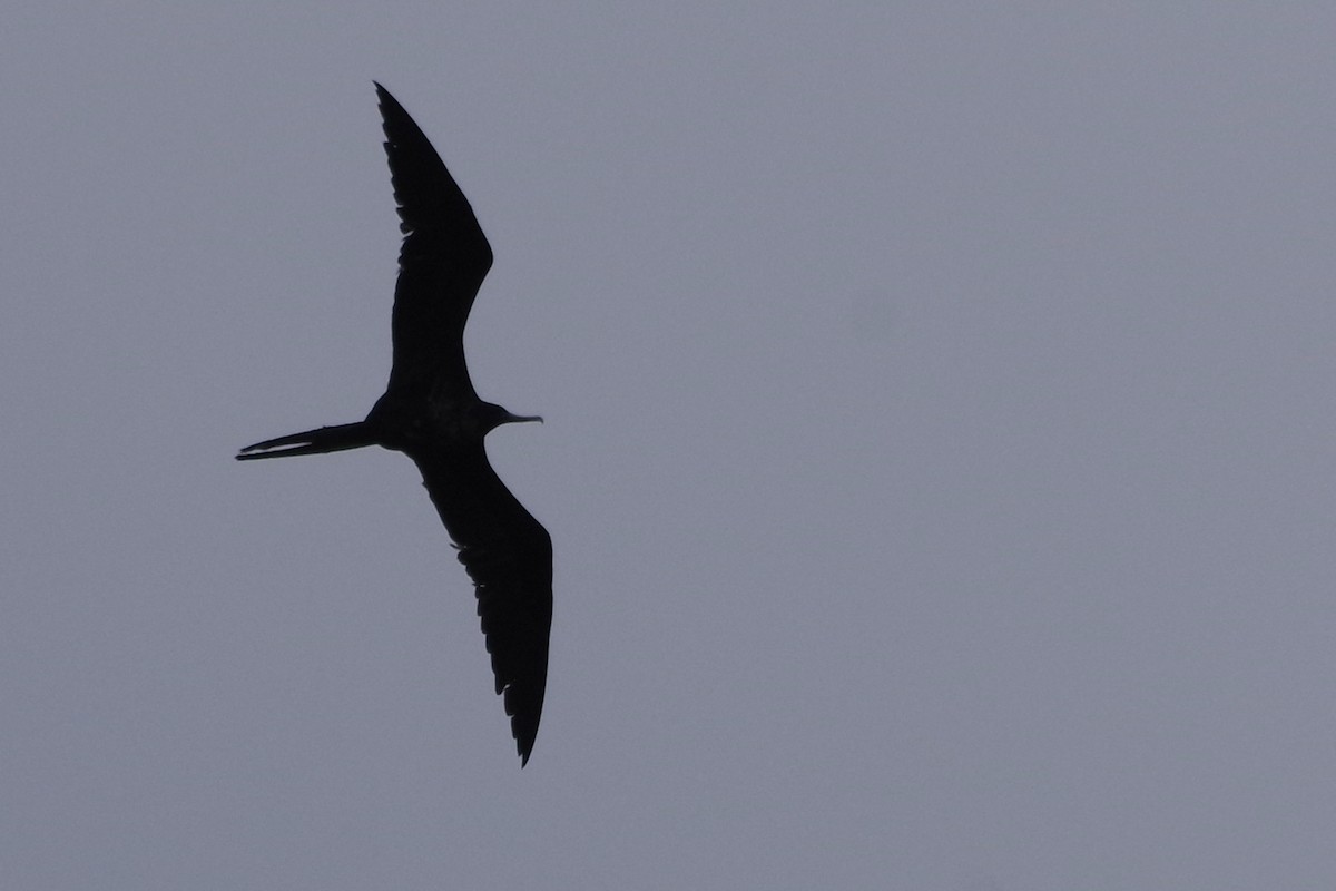 Magnificent Frigatebird - ML652868086