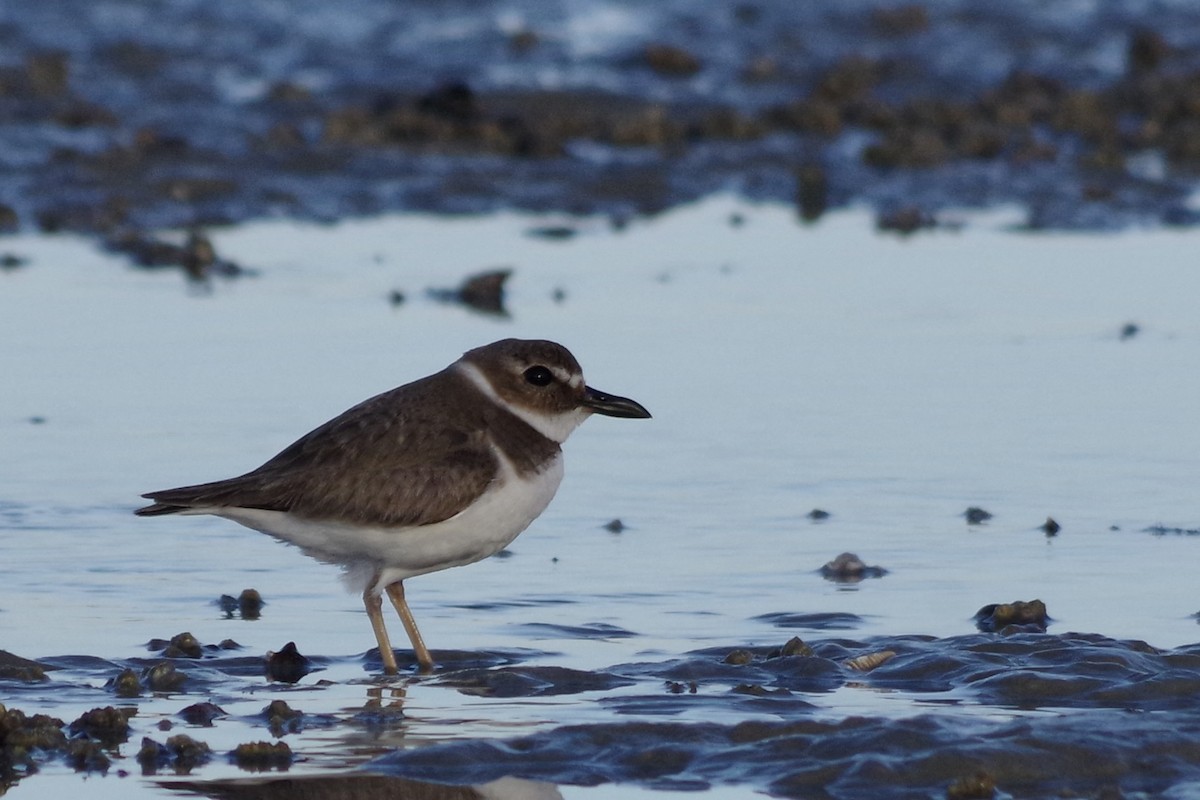 Wilson's Plover - ML652868300