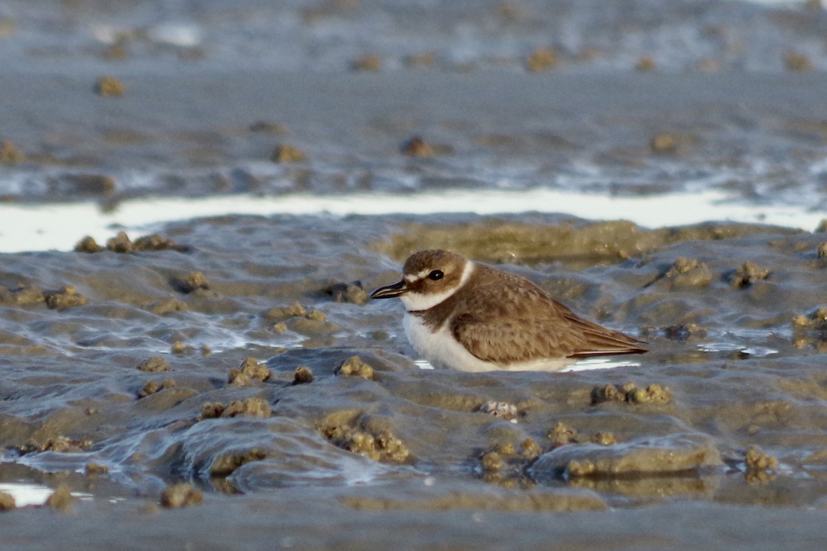 Wilson's Plover - ML652868301