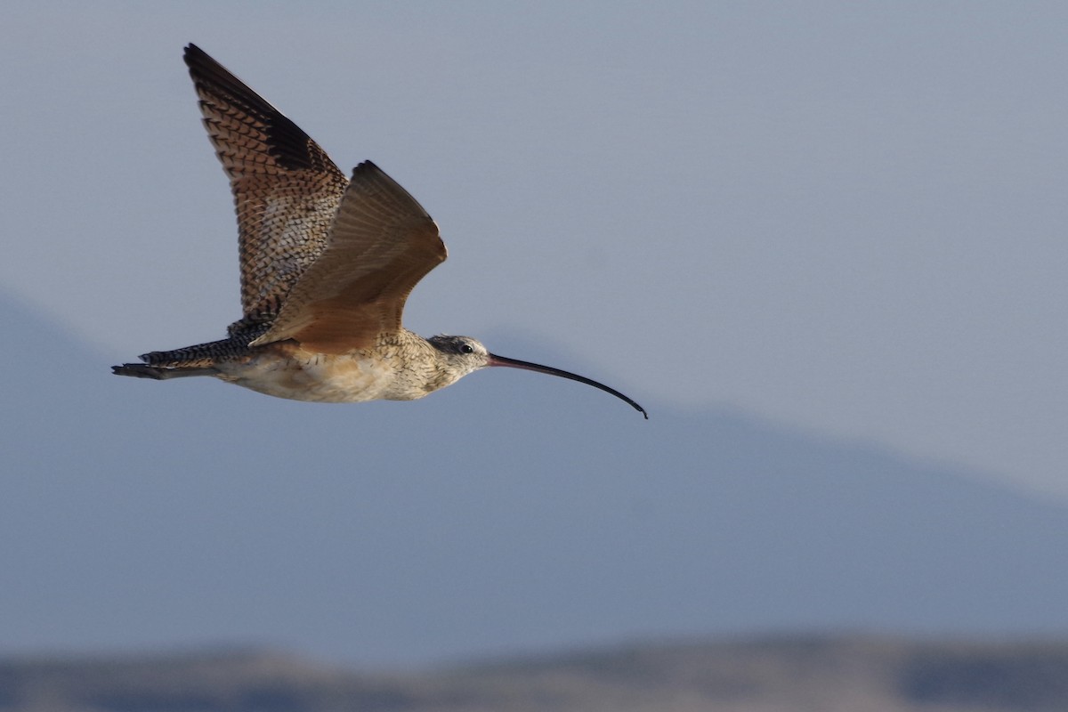 Long-billed Curlew - ML652868308