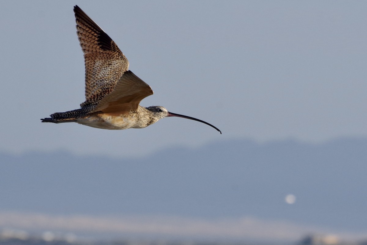 Long-billed Curlew - ML652868309