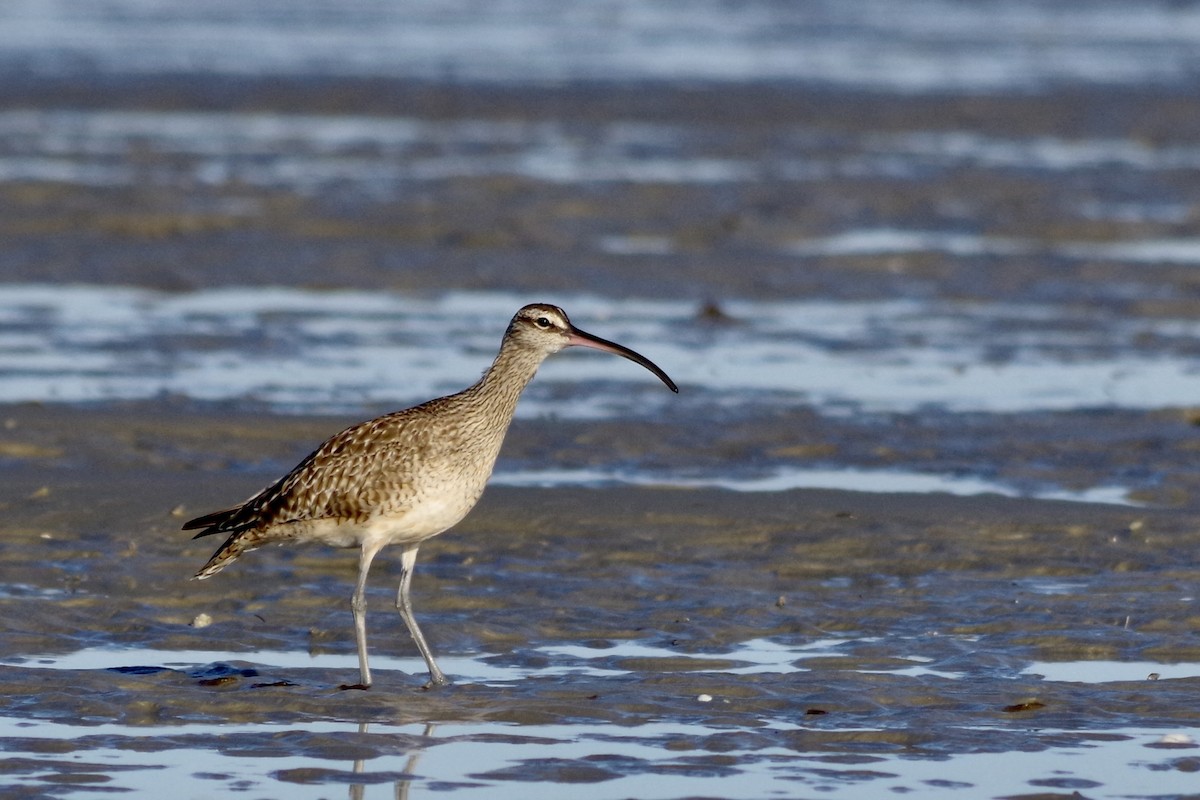 Hudsonian Whimbrel - ML652868320