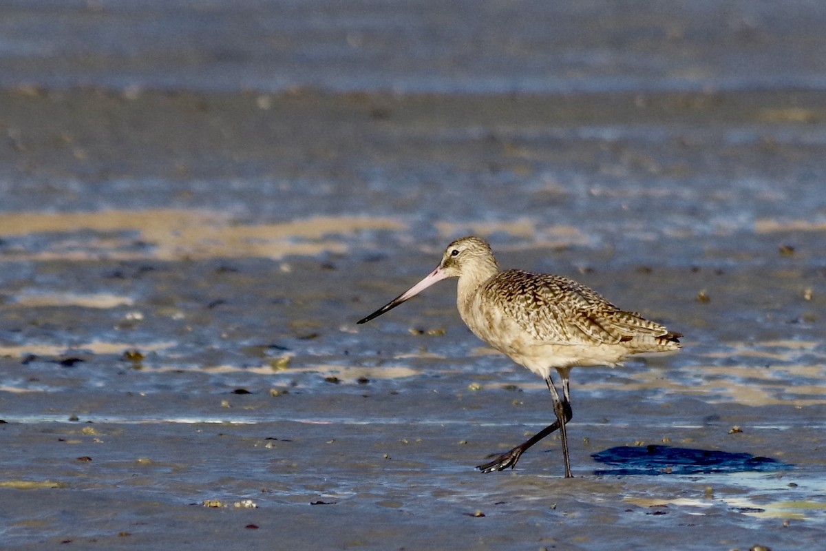 Marbled Godwit - ML652868326