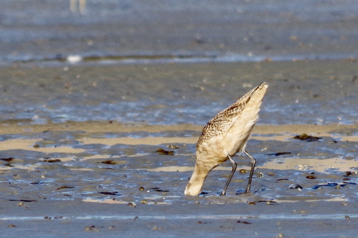 Marbled Godwit - ML652868327