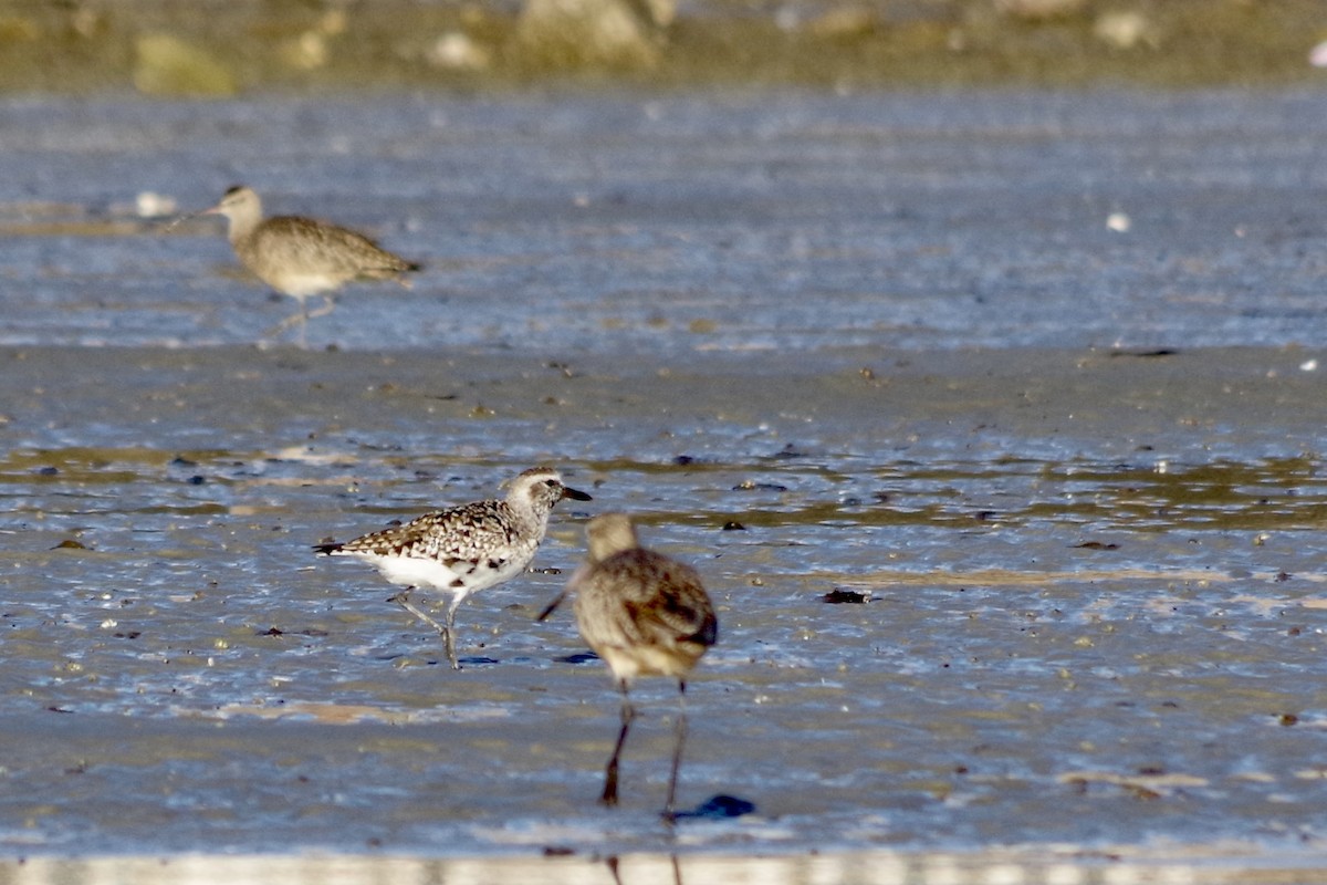 Black-bellied Plover - ML652868347