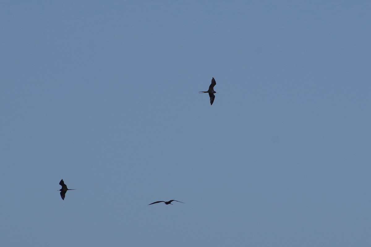 Magnificent Frigatebird - ML652868363
