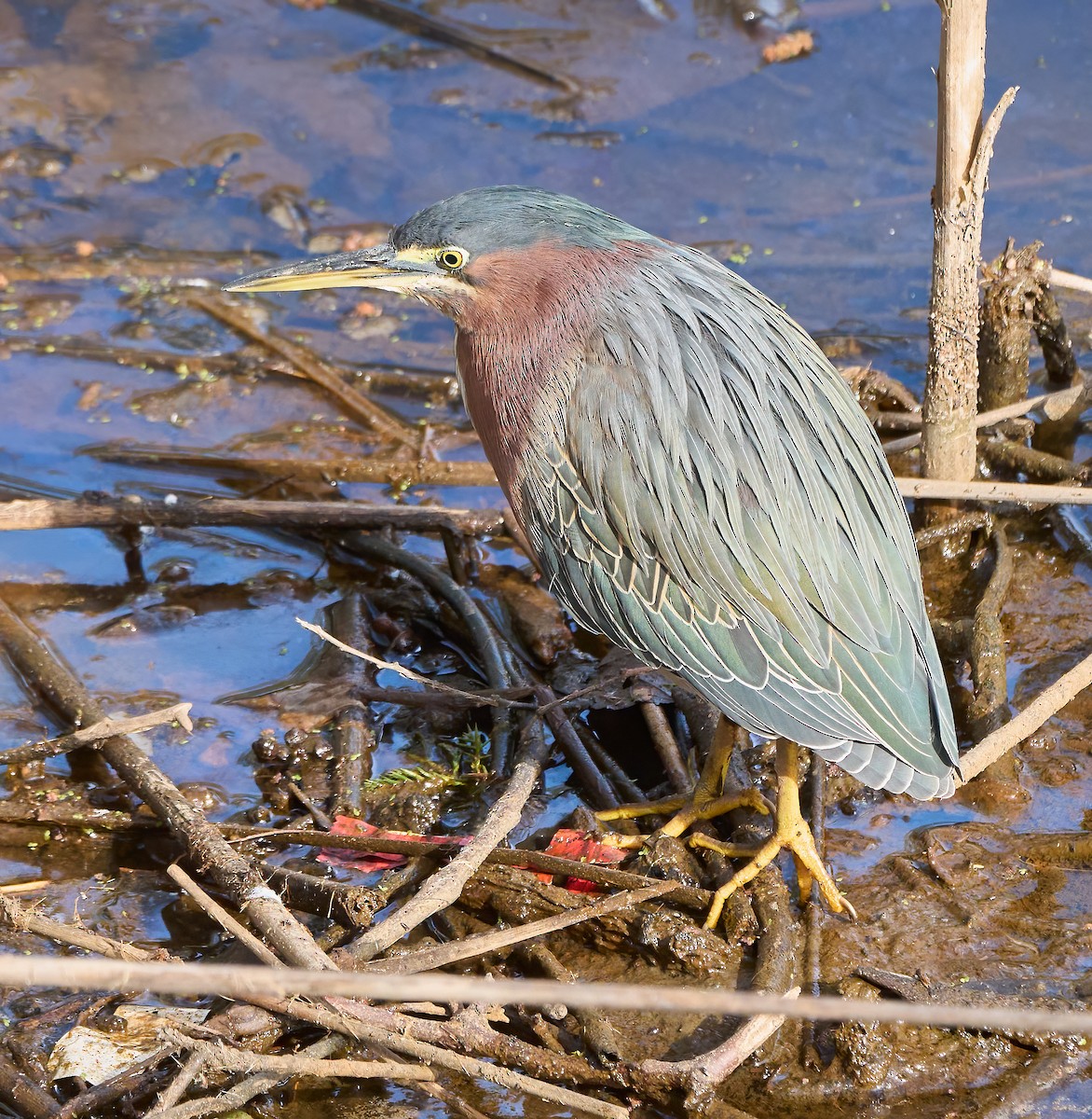 Airone verde - ML652868785