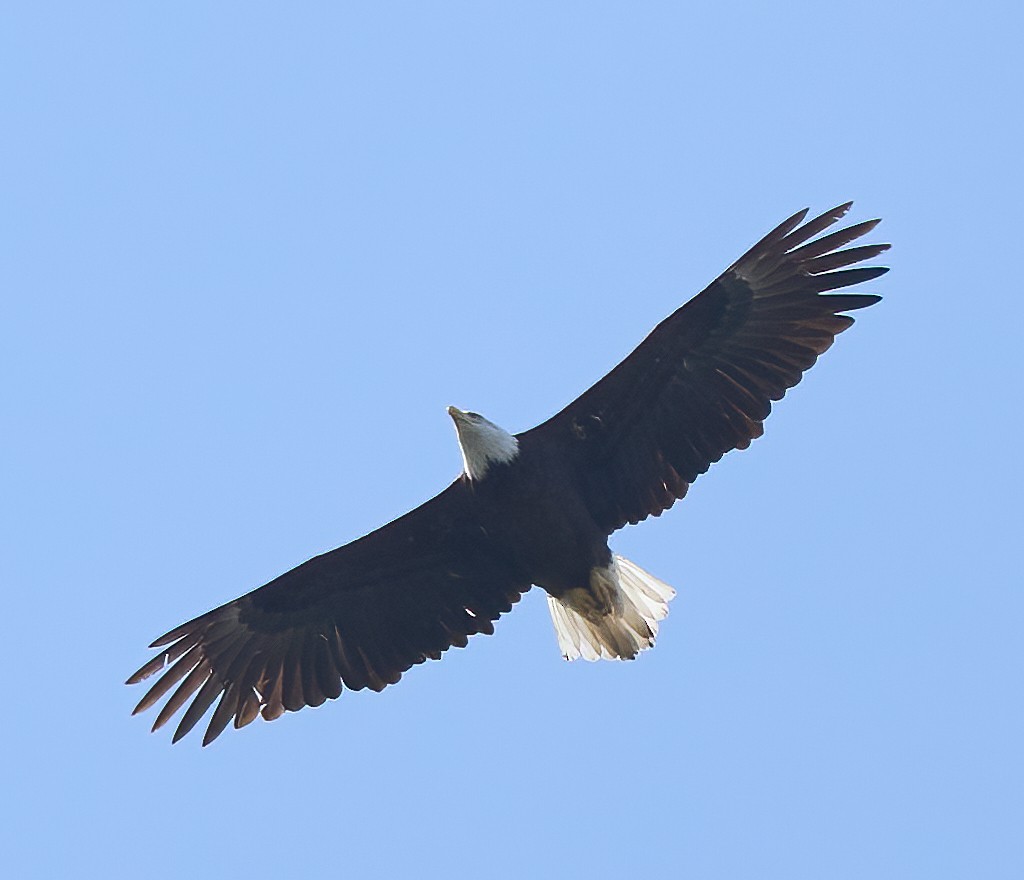 Bald Eagle - ML652868815