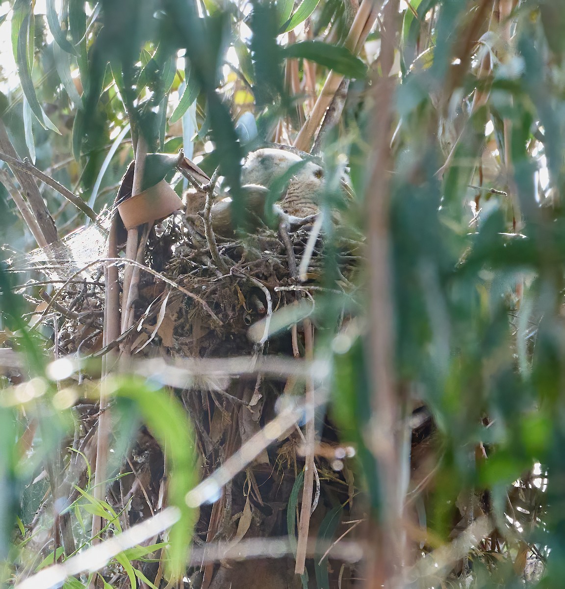 Great Horned Owl - ML652868846