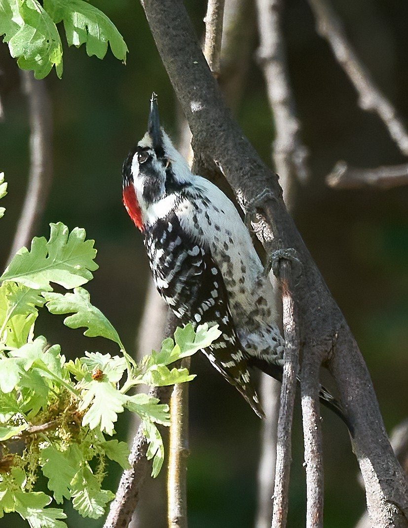 Nuttall's Woodpecker - ML652868866