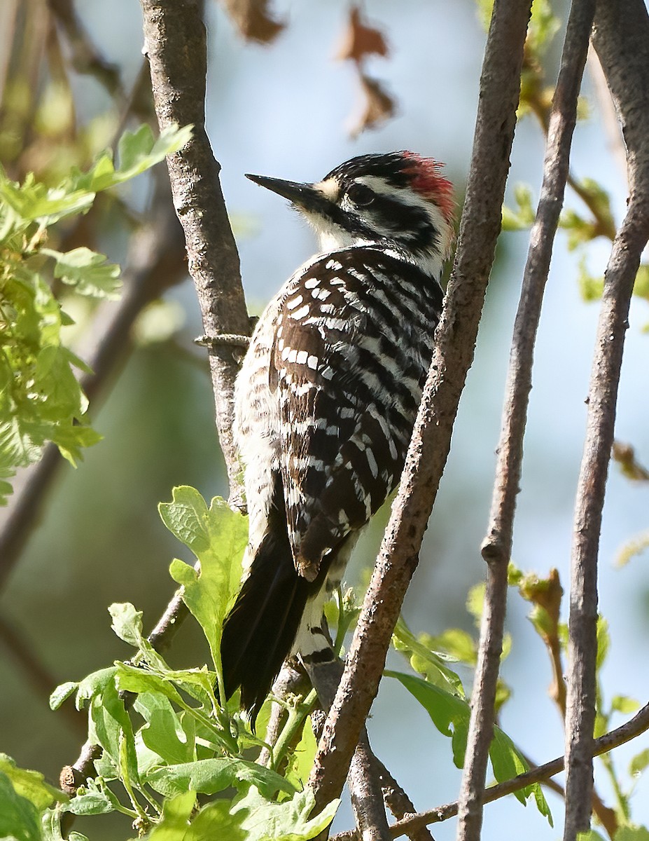 Nuttall's Woodpecker - ML652868867