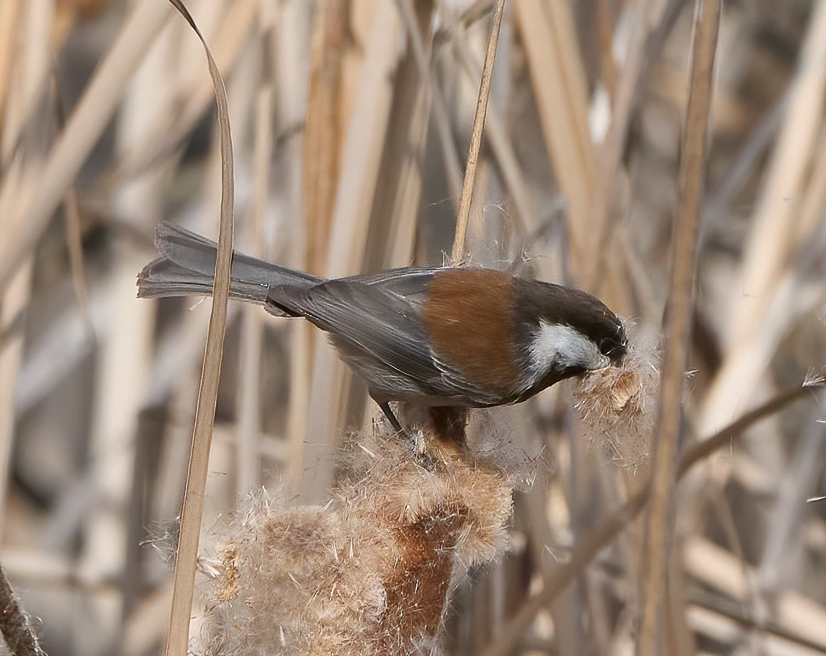 Chestnut-backed Chickadee - ML652868936