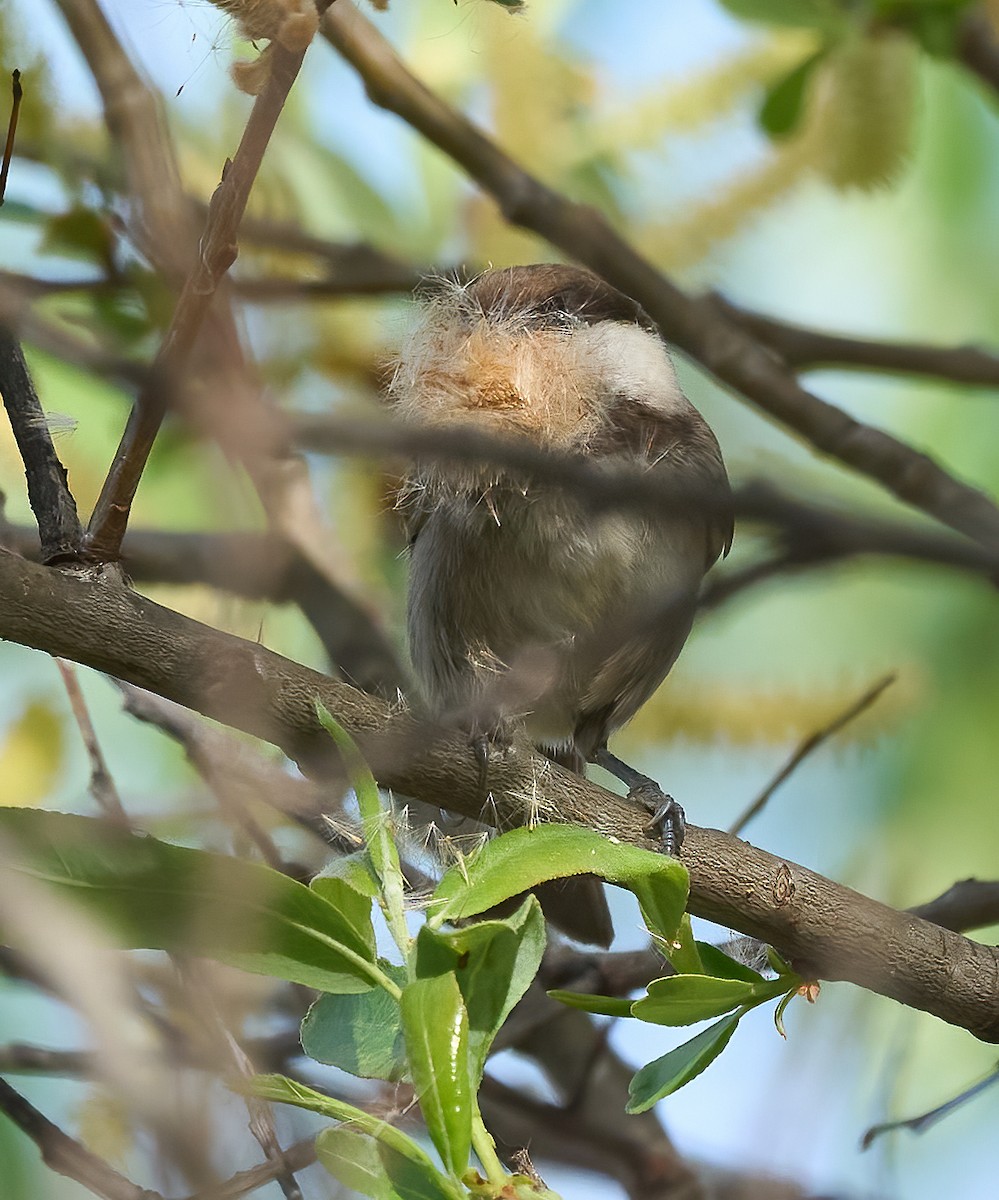 Chestnut-backed Chickadee - ML652868937