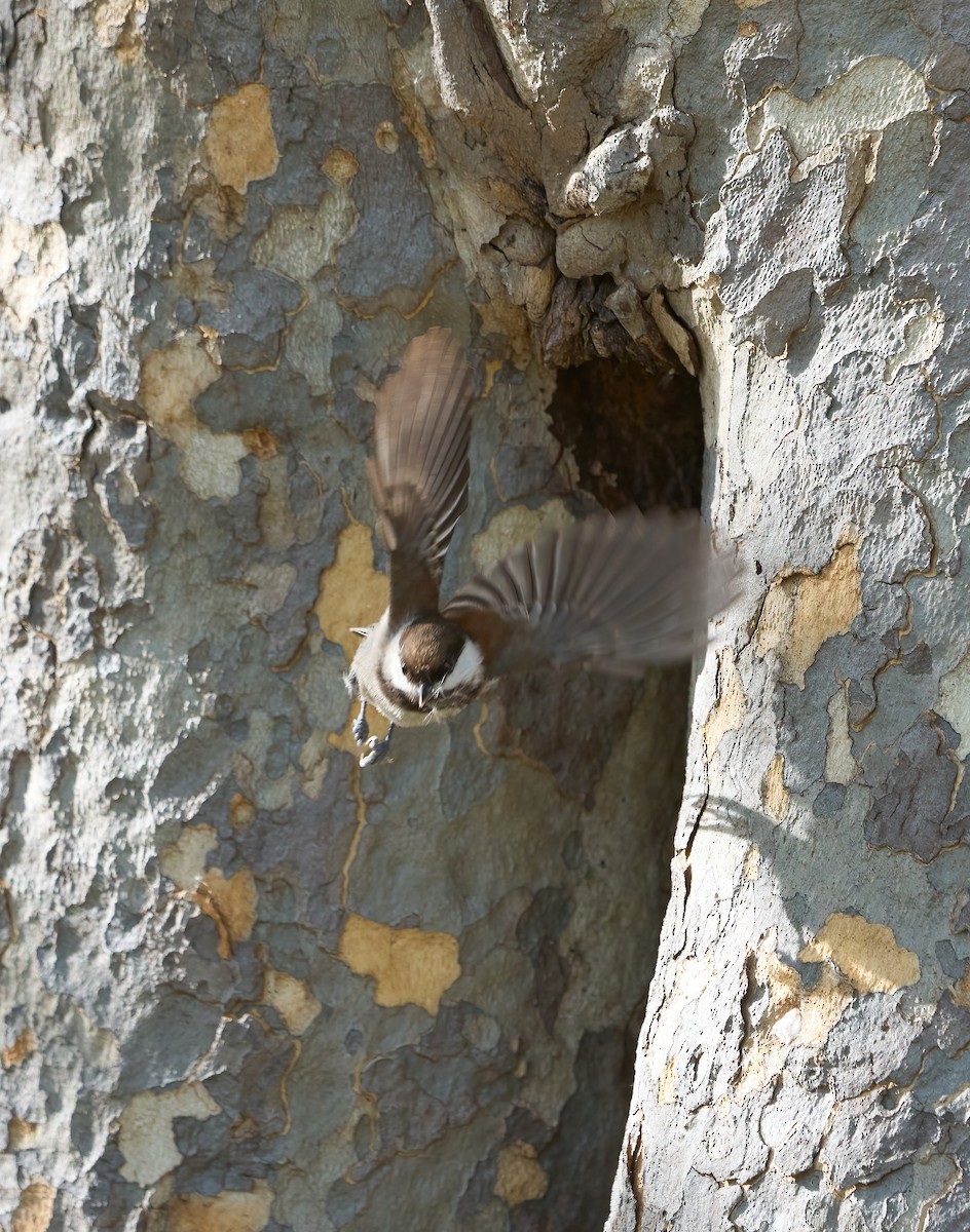 Chestnut-backed Chickadee - ML652868938