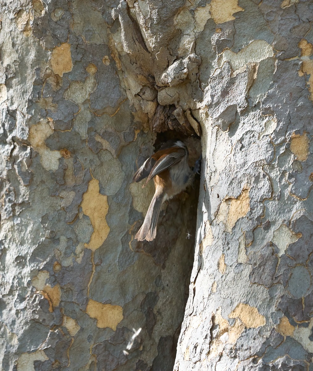 Chestnut-backed Chickadee - ML652868939