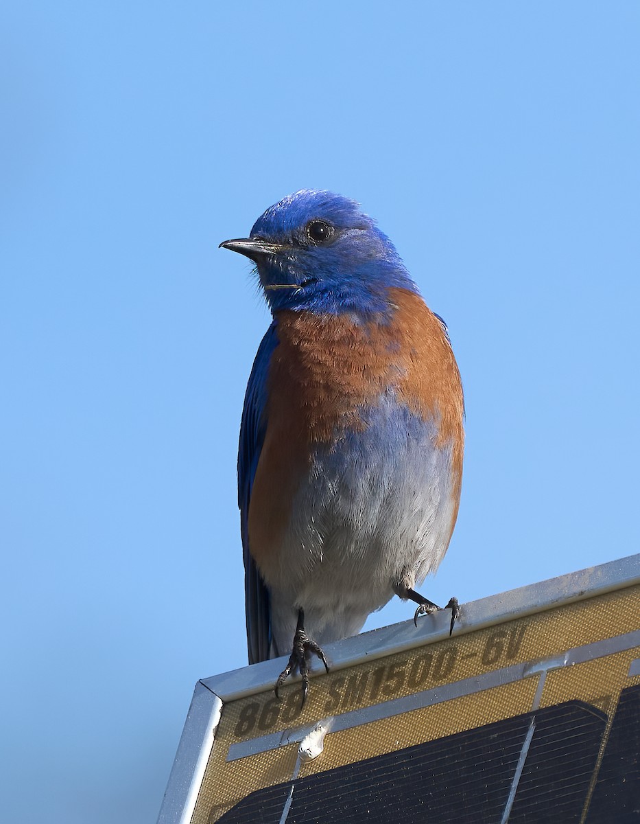 Western Bluebird - ML652868977