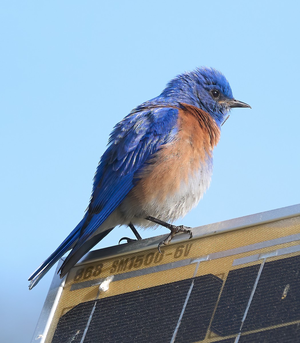 Western Bluebird - ML652868978