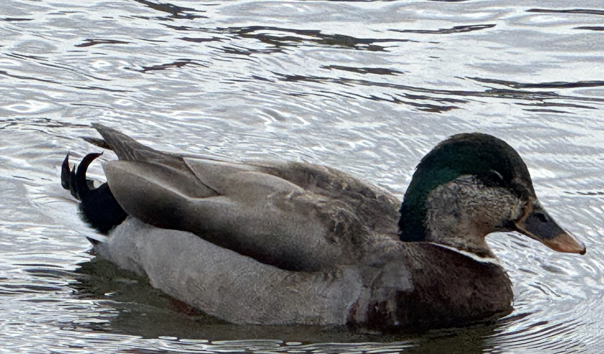 Кряква - ML652869350