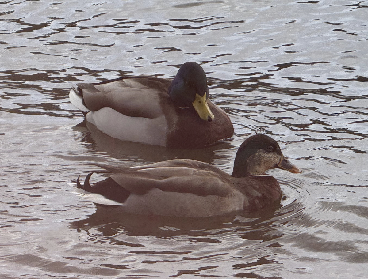 Кряква - ML652869351