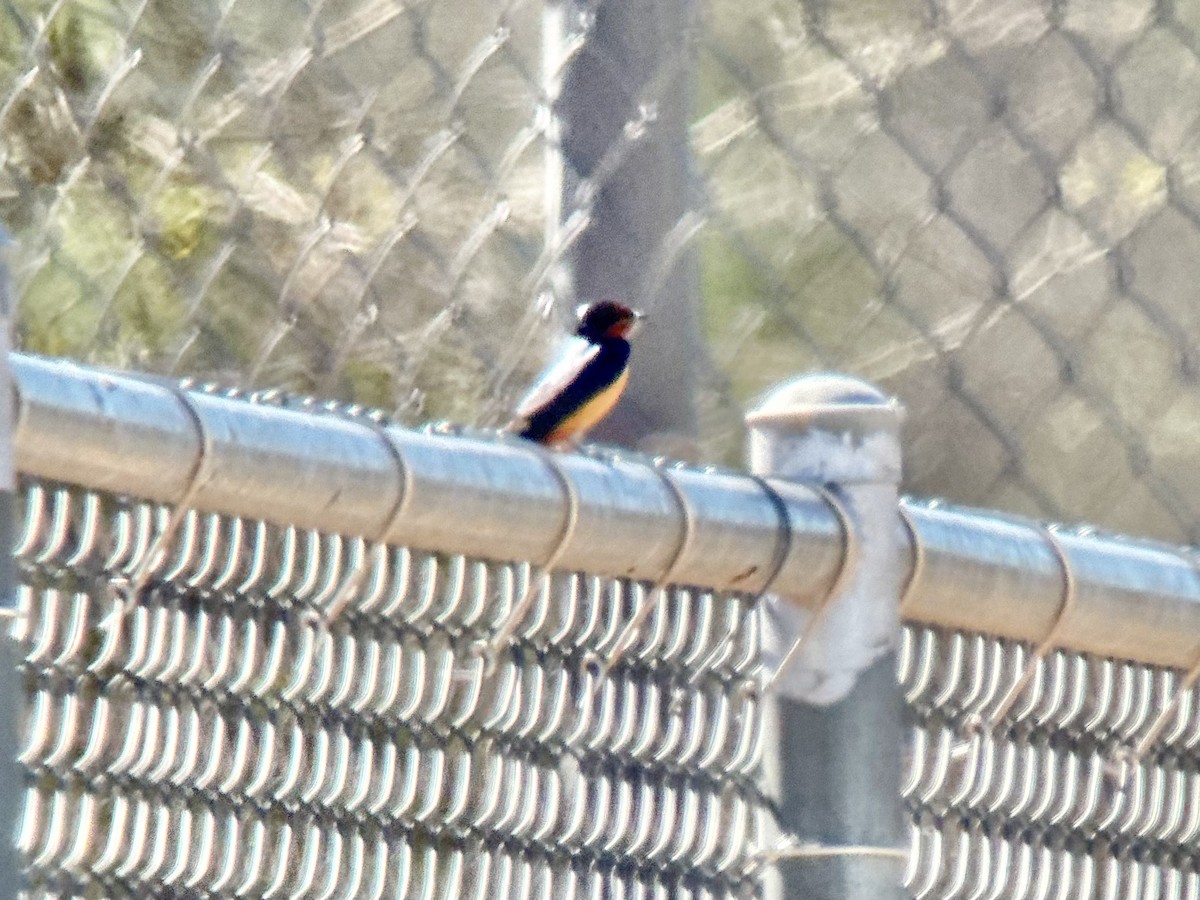 vlaštovka obecná - ML652869439