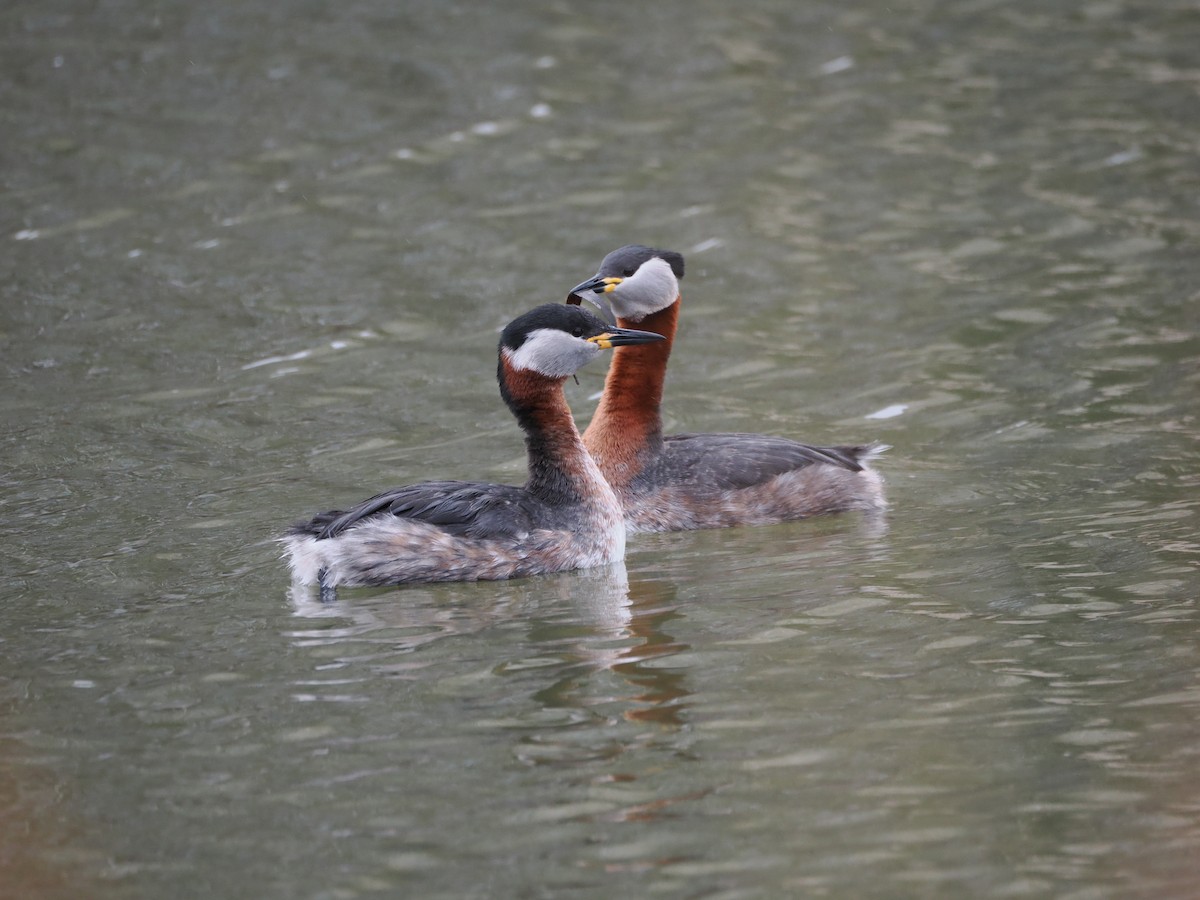 Red-necked Grebe - ML652869884