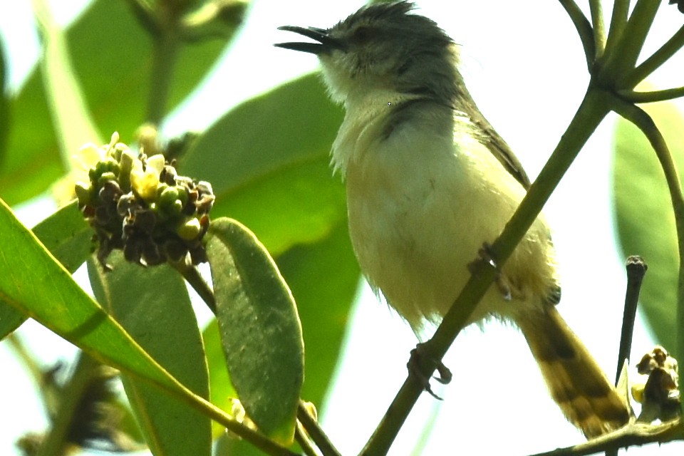 prinie afroasijská - ML652870014