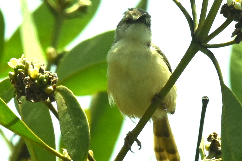 prinie afroasijská - ML652870021